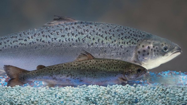 shocking-truth-find-out-which-food-is-genetically-modified-salmon