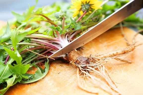 dandelion-root-more-effective-than-chemotherapy