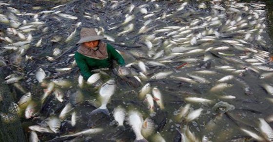 Image result for tilapia farms in China