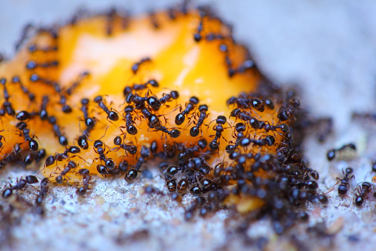 How To Eliminate Ants From Your Home Cheaply And Naturally 